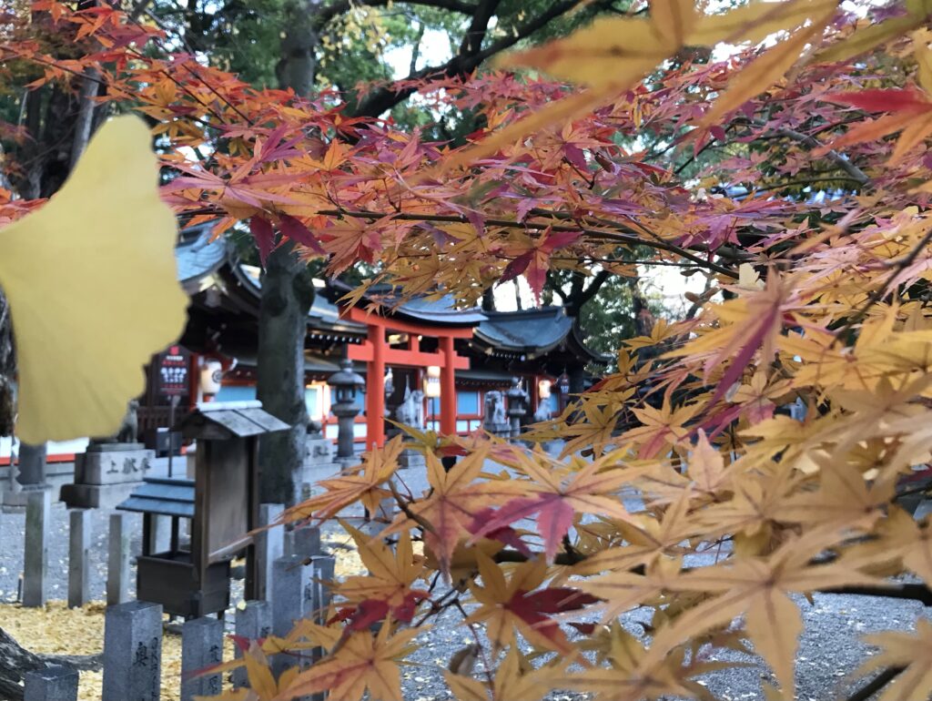 杭全神社の本殿周りのイチョウやモミジが紅葉していました。
