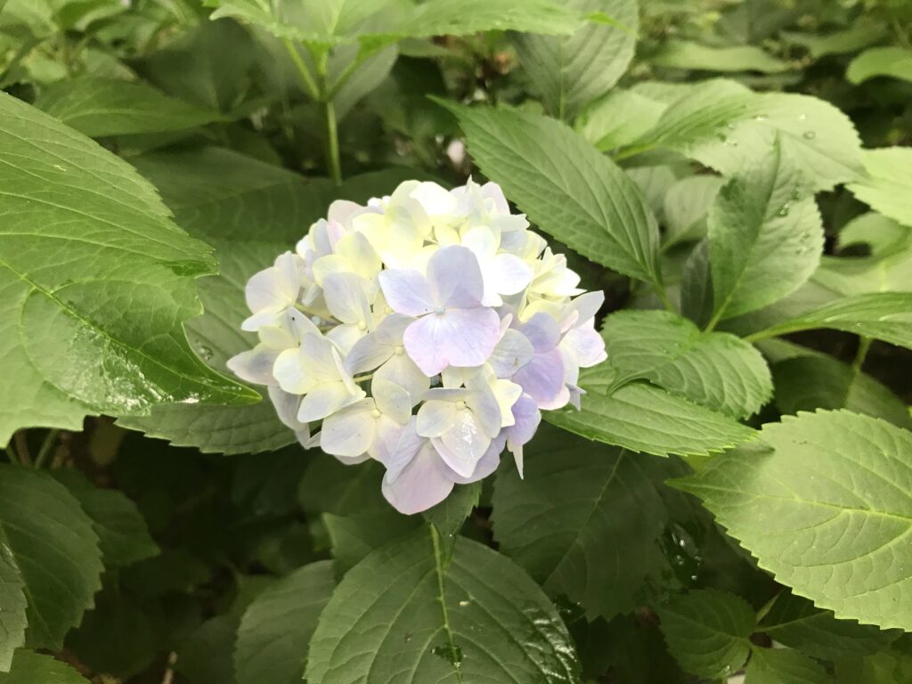 紫陽花