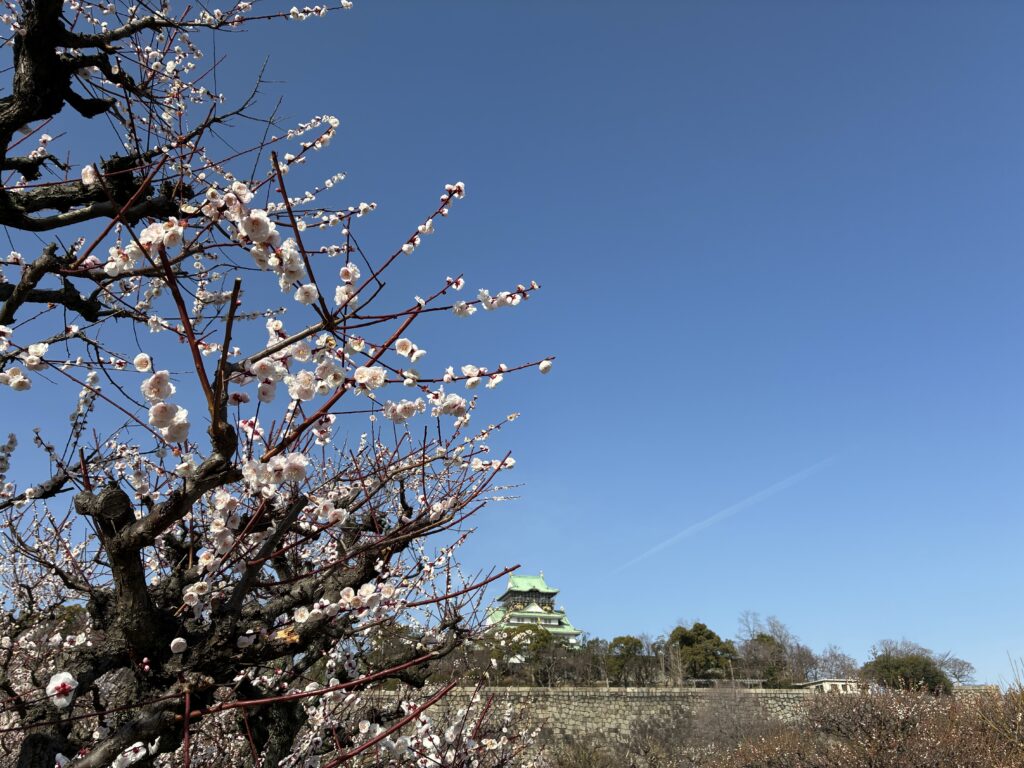 2026年大阪城公園の梅林鑑賞