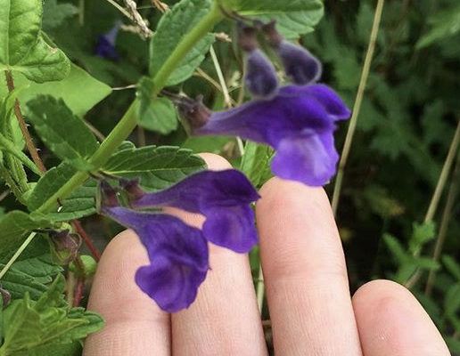 保護中: 家具職人の田舎移住・国道沿いで野菜販売ならぬ家具販売するぞ編