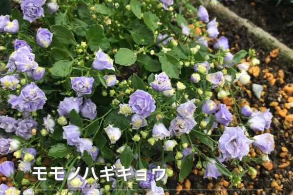 保護中: 第9話・無職独身、人脈もお金もない田舎暮らしで家具職人復活を目指す編更新しました