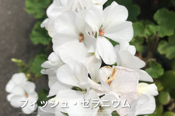 　住吉大社と建築家安藤忠雄さんの住吉の長屋へ行きました