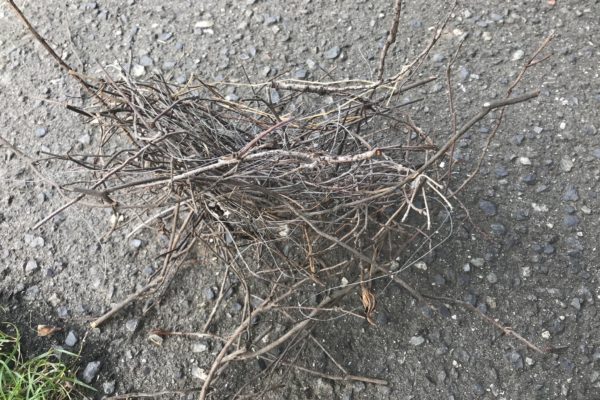 保護中: 心理検査WAISなどを受けて頭を抱えて帰った話