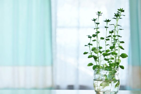 保護中: ミッフィーテトラフィビッツと家具職人見習い募集について