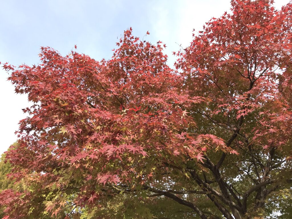 花博記念公園紅葉