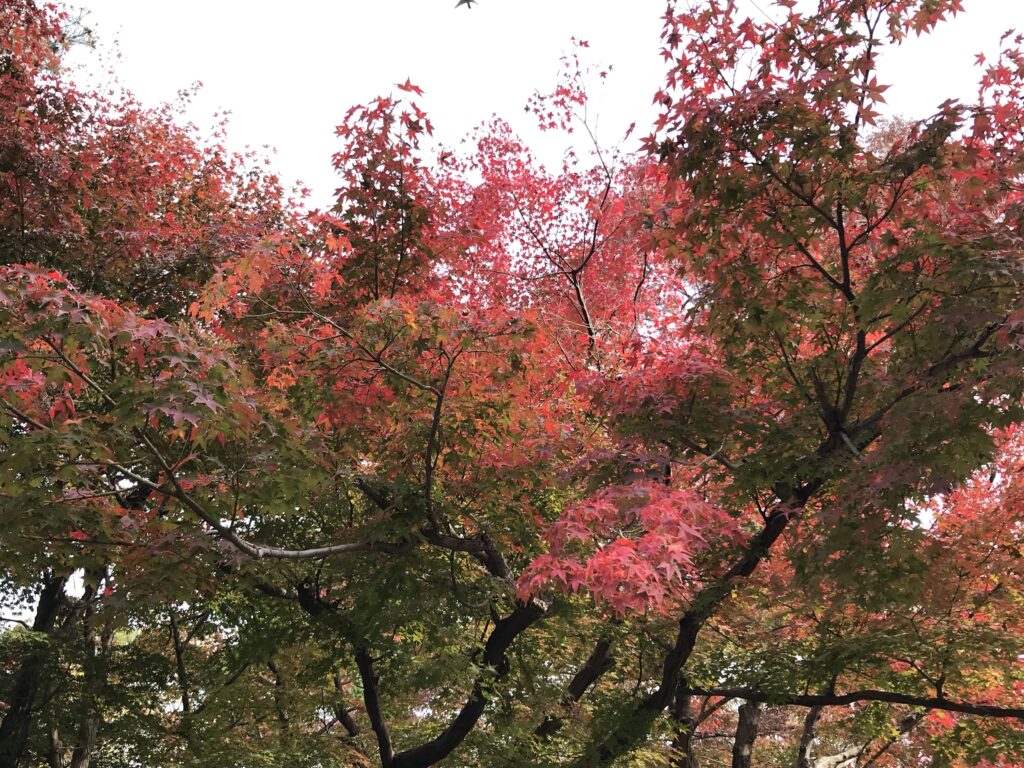 花博記念公園紅葉