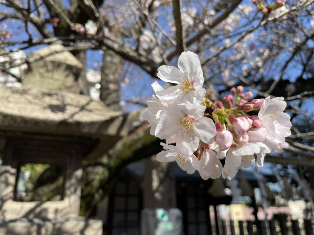 2022桜開花
