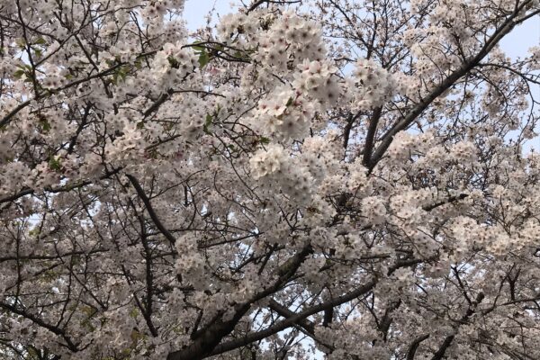 杭全神社周囲の桜