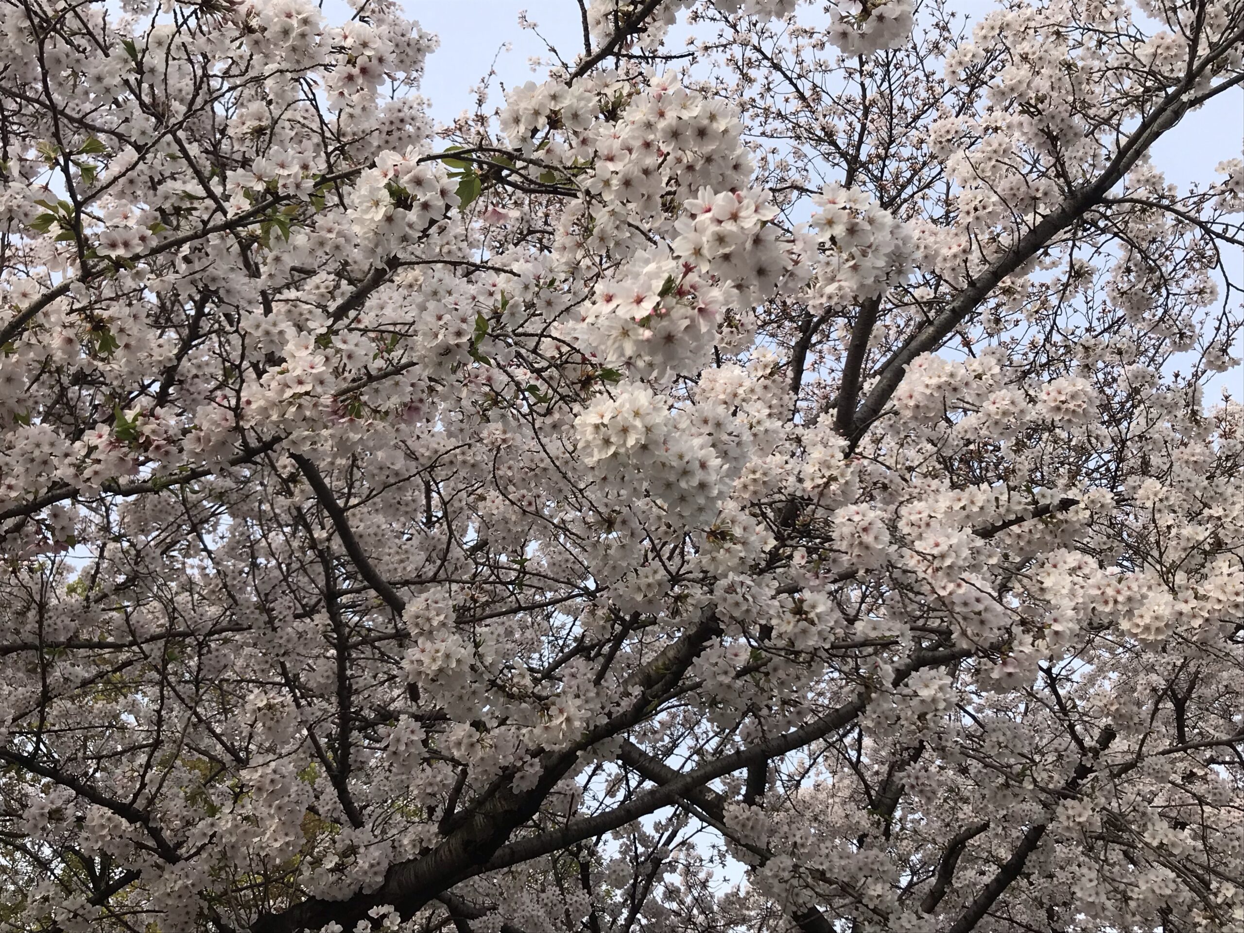 杭全神社周囲の桜
