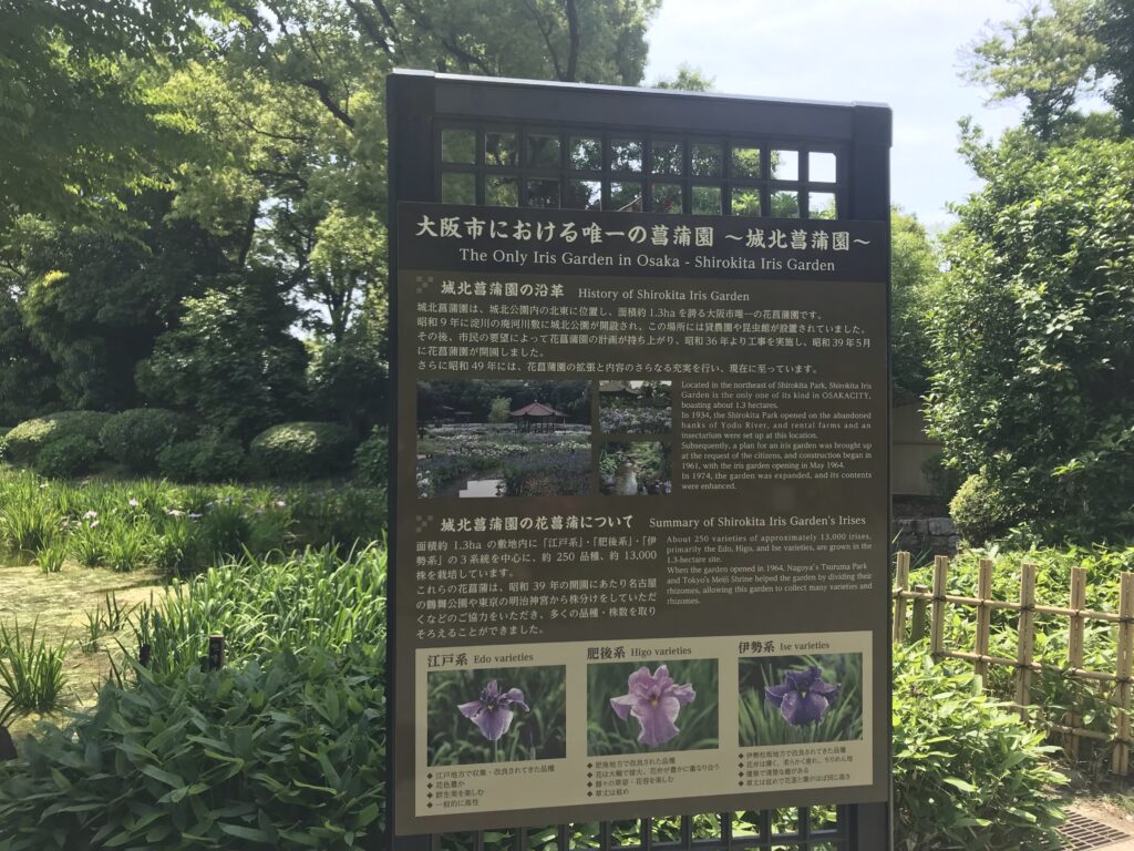 大阪城北公園の花菖蒲園