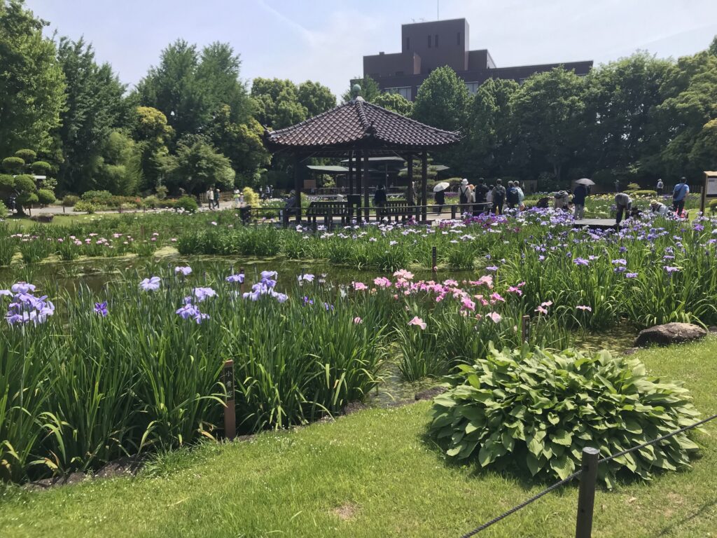 大阪城北公園の花菖蒲園