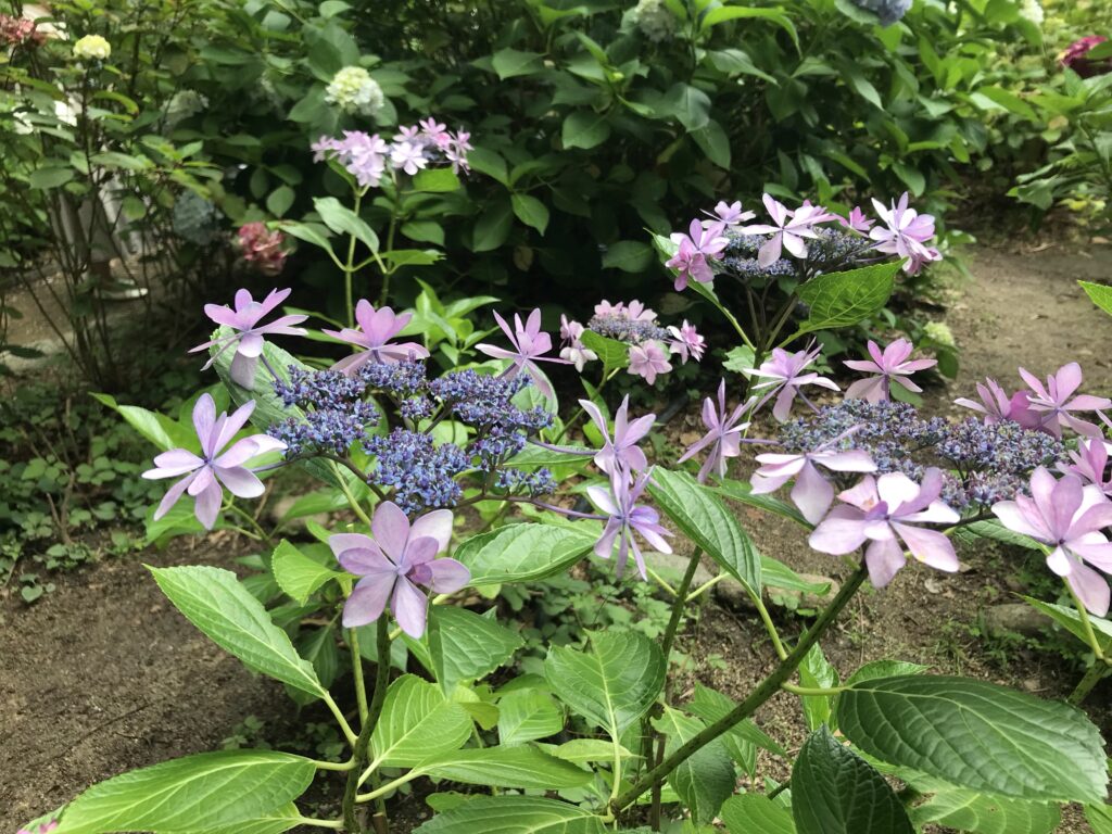 ダンスパーティーという名の紫陽花