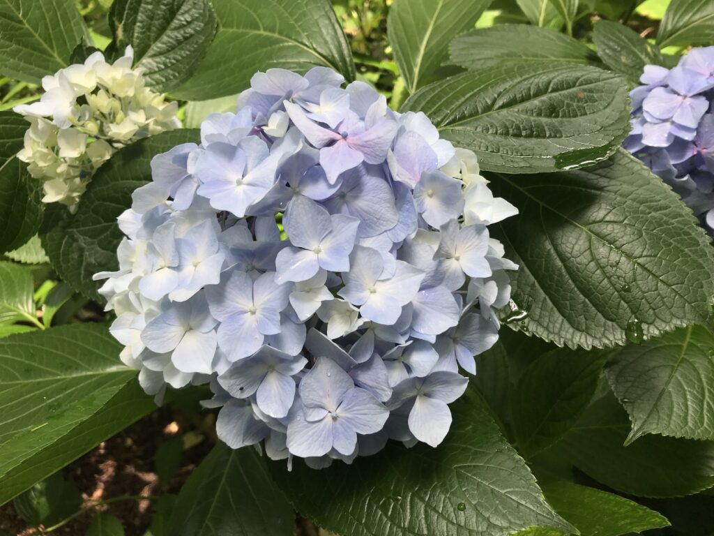 薄紫の紫陽花