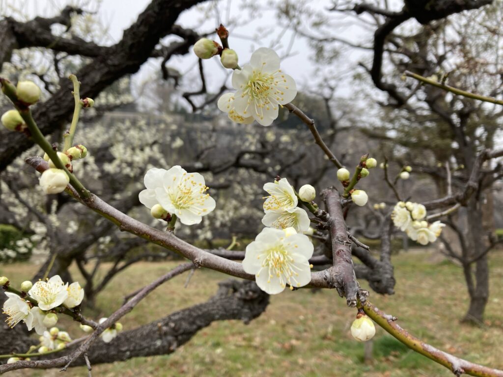 大阪城梅林