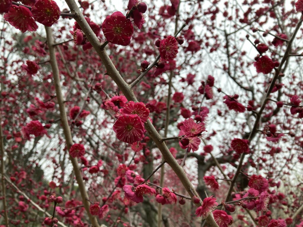 大阪城梅林