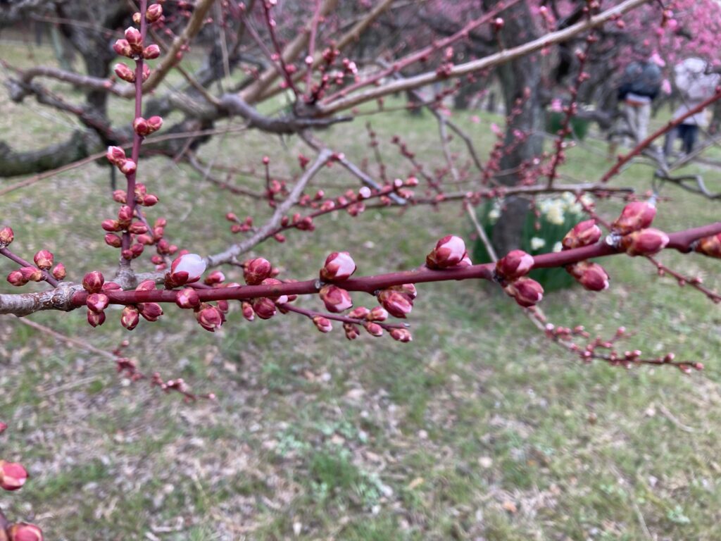 大阪城梅林