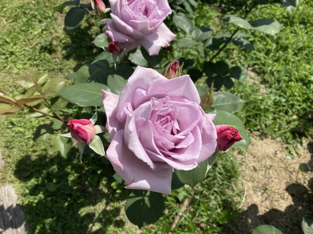 靭公園のバラ