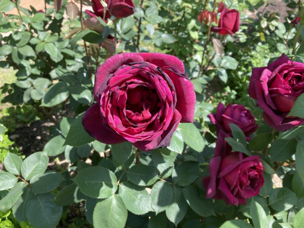 靭公園のバラ