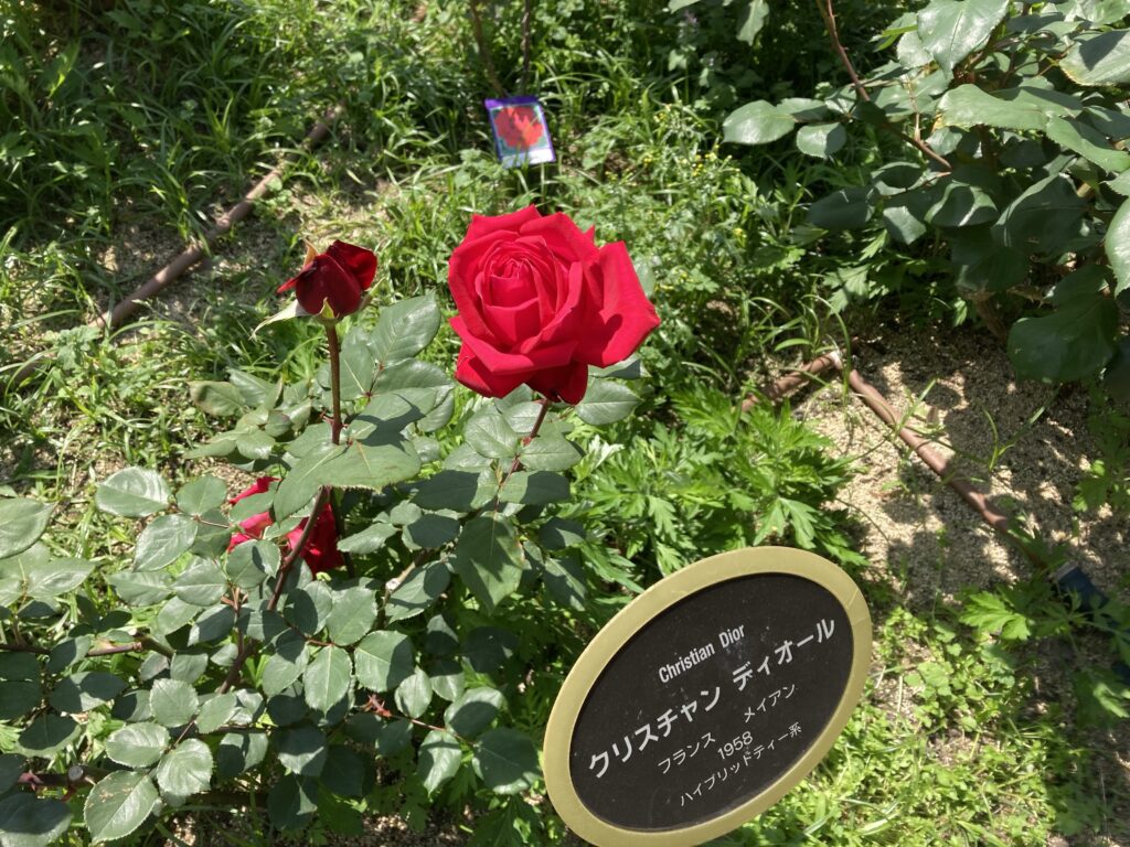 靭公園のバラ