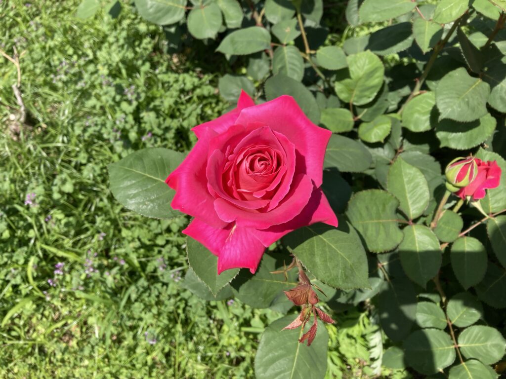靭公園のバラ