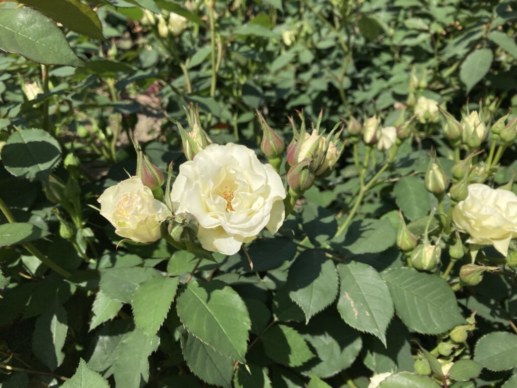 靭公園のバラ