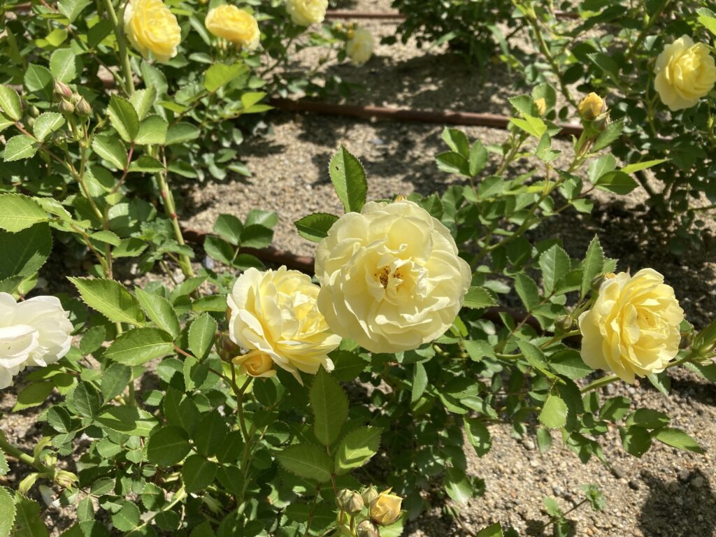 靭公園のバラ