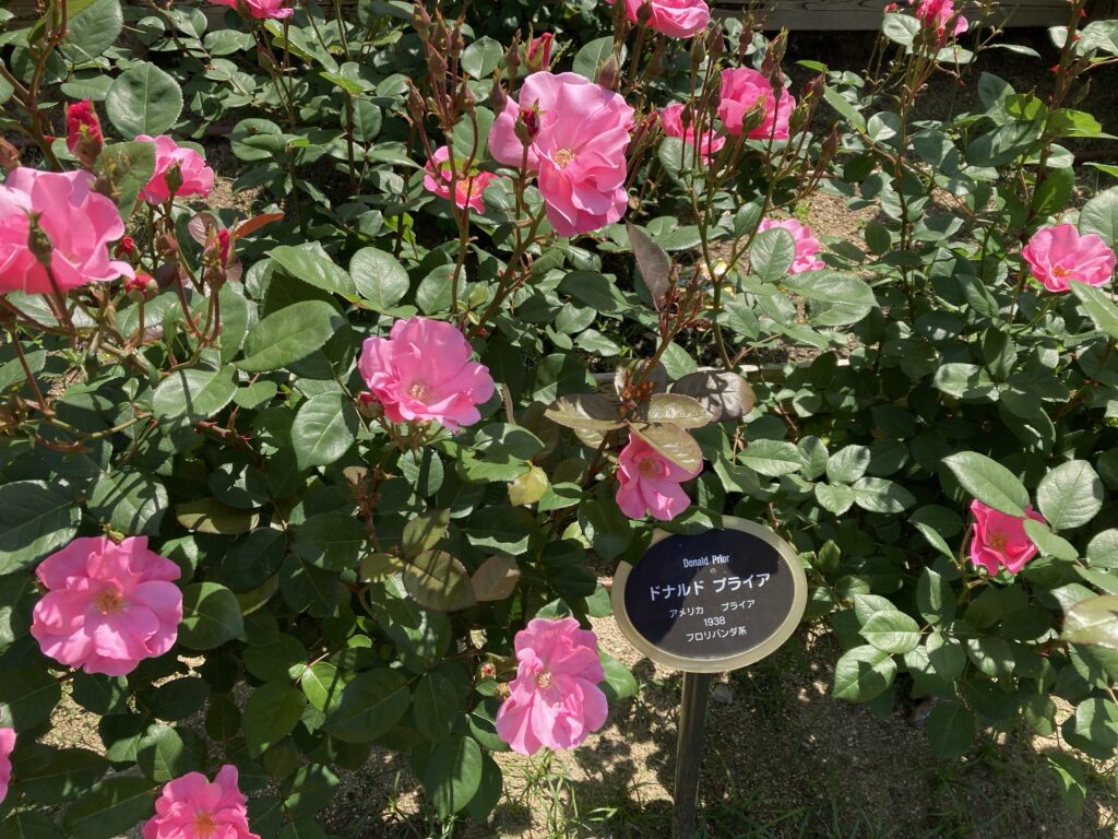 靭公園のバラ