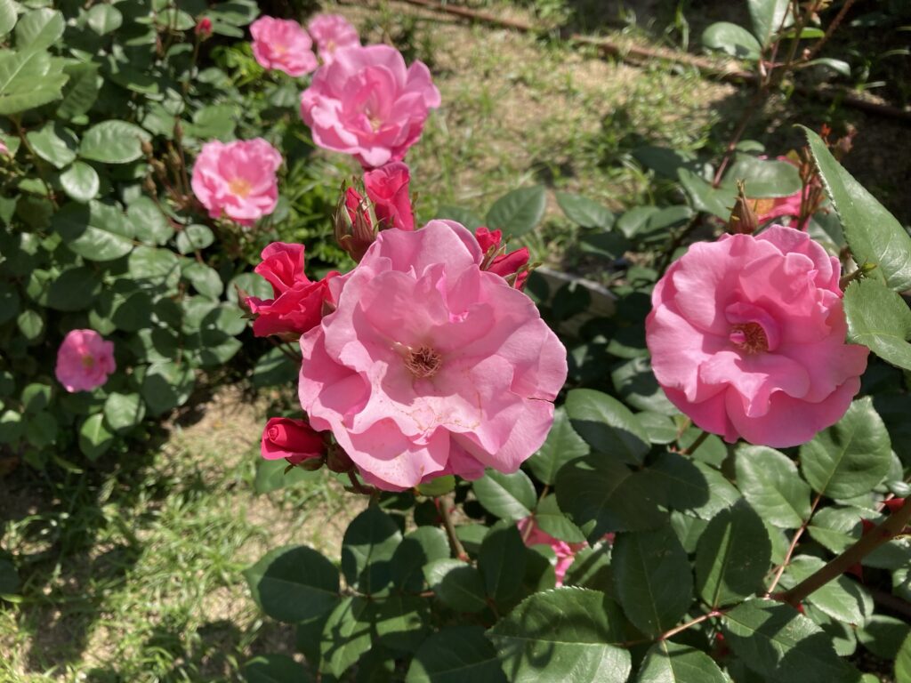 靭公園のバラ