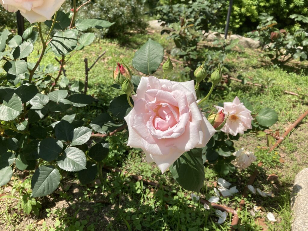 靭公園のバラ