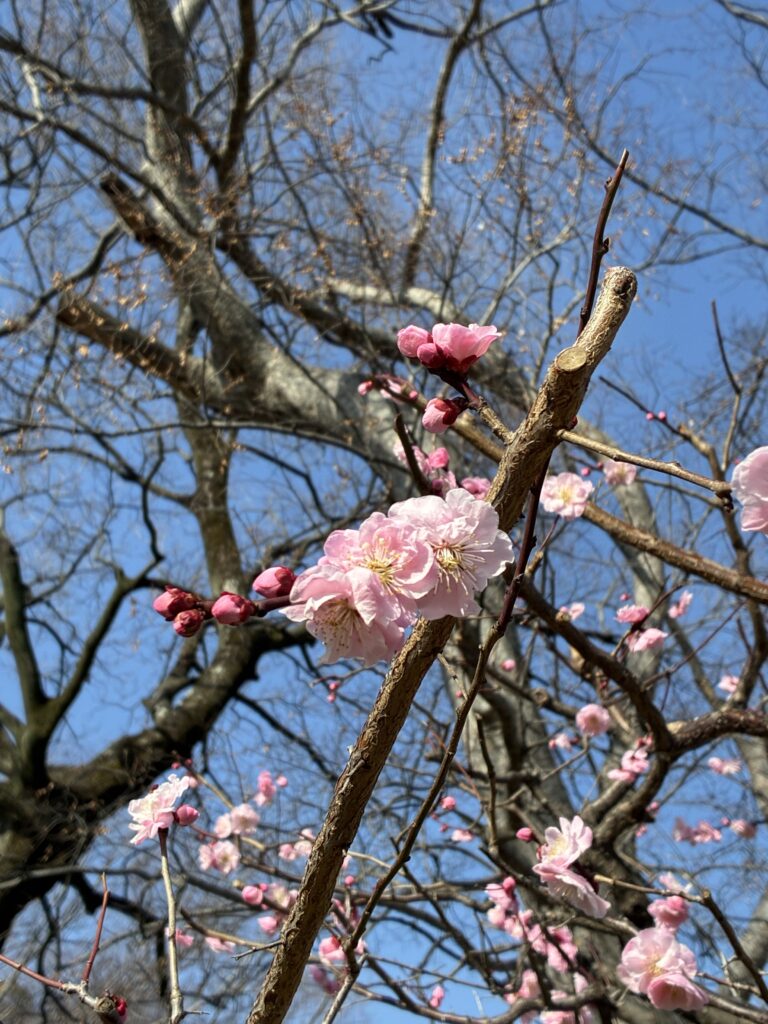 保護中: 大阪城公園の梅林ウォーキング2026・誰にも相談できない壊れた心と疲れた脳